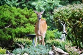 Some come in granules, while others come in a concentrated liquid which you will need to dilute and spray on your plants. Diy Deer Repellent Spray Deer Repellent Outdoor Diy Beesandroses Com