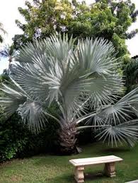 It is considered a fast growing palm and will grow anywhere from 3 to 20 feet in a. 7 Best Bismarck Palm Ideas Bismarck Palm Palm Bismarck