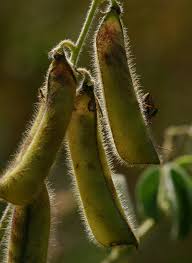 Image result for Crotalaria incana