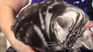 The american shorthair is considered to be the shorthaired cat that is native to the united states. Cat Breed Spotlight American Shorthair Youtube