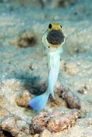 Yellowhead Jawfish Animals Aquatic Animals Animals Beautiful