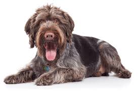 Good dog thoroughly vets every breeder to ensure they use responsible breeding practices for wirehaired pointing griffons. German Wirehaired Pointer Puppies For Sale In Austin Texas Adoptapet Com