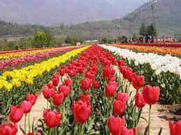 Pictures Of Tulip Garden Images Pictures Of Srinagar Images Http Www Hoparoundindia Com Jammu And Kashmir Sri Tulips Garden Garden Pictures Garden Images