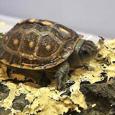 Eastern Box Turltes For Sale Online Baby Eastern Box Turlte For Sale Near Me