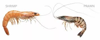 what is the difference between shrimp and prawns