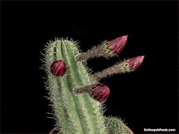 • how to propagate from cuttings. Time Lapse Videos Capture Echinopsis Cacti In Bloom