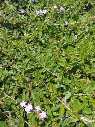 Image result for Melochia