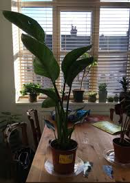 From plastic to terracotta, from big to small, we've got a huge collection online and in store. Uk Based Reditors B Q Is Selling Strelitzia Nicolai White Bird Of Paradise For 18 Houseplants