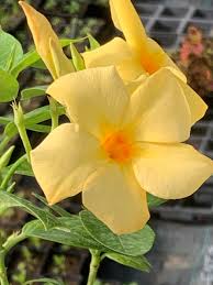 Image result for dipladenie žlutá obrázek