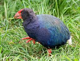 A further 15 flightless birds are known to be extinct: The World S 10 Most Unusual Flightless Birds