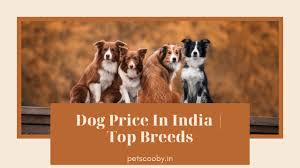 Pomeranian price list in india Dog Price In India 2021 Top Dog Breeds Pet Scooby