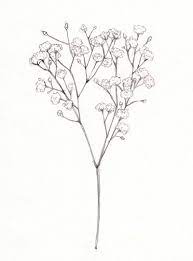 Linley Babys Breath Flowers Flower Drawing Flower Illustration