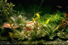 Black Furry Algae In Fish Tank Gwapa