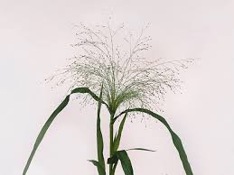 Image result for Panicum funaense