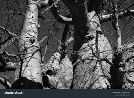 博茨瓦纳Makgadikgadi Pans —— 23. 2007年5月——猴面包树组。库存照片2518135699 | Shutterstock