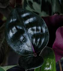Check spelling or type a new query. Hoya Krimson Queen Royal Plant Care Guide