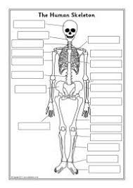 Human Skeleton Labelling Sheets Human Skeleton Human Body Lesson