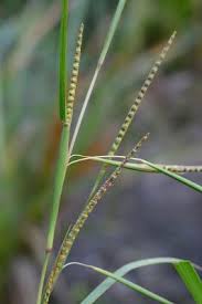 Image result for Coelorachis