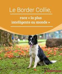 Epingle Sur Animaux De Compagnie