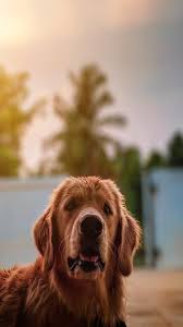We did not find results for: Pet Helpline Numbers Whatshot Kolkata