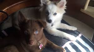 Black And White Pomsky Full Grown Pomsky Puppies Luna White 6 Months Almost Full Grown At 7lbs And Stella Brown 8 Weeks Pomskybrown Pomskywhite Pomsky Puppies Puppies Cute Animals
