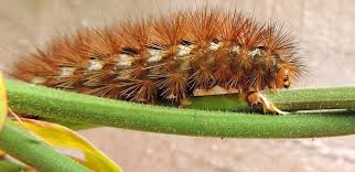 These are the most common forms of chemical. Advantages And Disadvantages Of Chemical Pesticides Pest Control Atlanta Ga