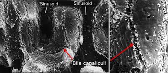 Fgf21 stimulates glucose uptake in adipocytes but not in other cell types. Animal Organs Digestive System Liver Atlas Of Plant And Animal Histology
