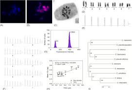 Image result for Corchorus pseudocapsularis