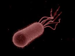 e coli bacteria এর চিত্র ফলাফল