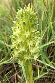 Image result for Habenaria dregeana