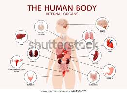 Image result for internal organs