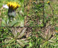 Image result for Hypochaeris