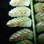 Image result for Asplenium barteri