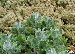 Image result for Eriosema angolense