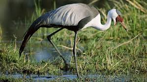 Maybe you would like to learn more about one of these? Hd Wallpaper Gray And White Heron Stork Grass Swamp Legs Color African Wallpaper Flare