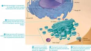 Which Of The Following Is Not A Component Of The Endomembrane System? A.  Mitochondrion B. Golgi Apparatus C. Endoplasmic Reticulum D. Iysosome |  Numerade