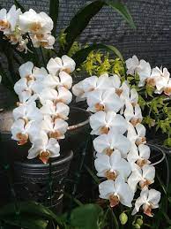 Thai Orchids Anggrek Bunga