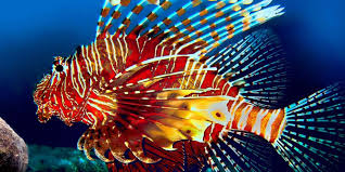 Minimizing the poisson loss is equivalent of maximizing the likelihood of the data under the assumption that the target comes. Poisson Oscar Poisson Wikipedia