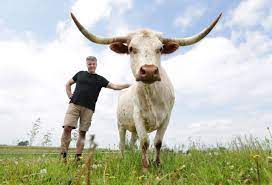 Stingl He Grew Up In Wauwatosa But Now Is Raising 11 Texas Longhorn Cattle