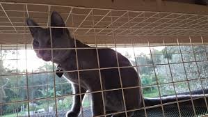 When choosing, make sure to think about your cat's physical ability to reach any window perch you want to install. How To Build A Cat Run Enclosure What Best Materials To Use