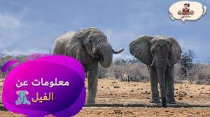 معلومات عن حيوان الفيل للأطفال من منصة راويتي elephant animals