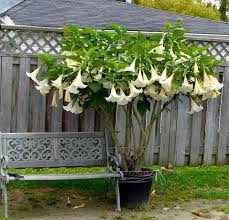 Check spelling or type a new query. White Brugmansia Angel Trumpet Brugmansia Arborea 5 Seeds