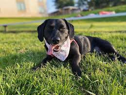 And due to their difference in size, the labrador retriever has to be the dam while the dachshund should be the sire to prevent having issues during birth. Is The Energetic Dachshund Lab Mix Dog Too Wild For You K9 Web