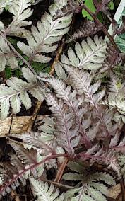 Image result for Athyrium newtonii