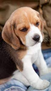 Beagle Puppy Beagles Pets Http Www Nojigoji Com Au Beagle Puppy Puppies Loyal Dog Breeds