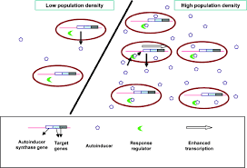 Image result for quorum sensing