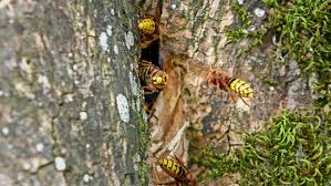Mittel gegen wespen im rolladenkasten. Wespen Aktuelle Themen Nachrichten Bilder Stuttgarter Zeitung