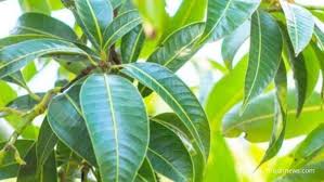 Daun mangga is on facebook. 7 Manfaat Daun Mangga Untuk Kesehatan Yang Belum Banyak Diketahui