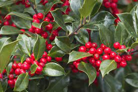 When Should You Prune Your Holly Bush Holly Plant Holly Bush Holly Shrub