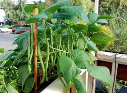 Pole beans grow fast, and they shoot right up toward the sky, as long as there's a stake or trellis nearby for support. Growing French Beans How To Grow Green Beans In Pot Beans